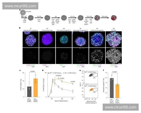 基于能量代谢调控机制的机体稳态维持与疾病发生发展综合分析与干预策略